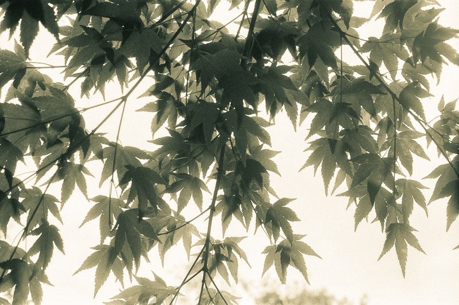 collection on Redbubble